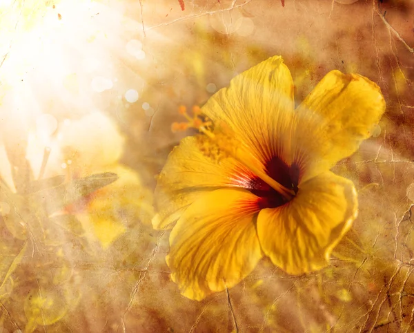 Flor amarela de hibisco — Fotografia de Stock