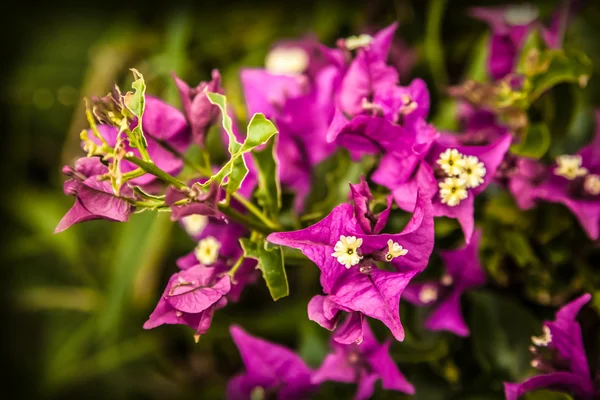 Brillante flor de primavera —  Fotos de Stock