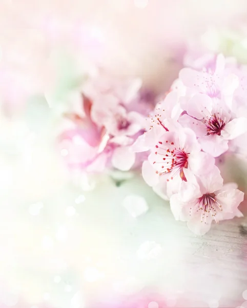 Cherry  tree branch in bloom. — Stock Photo, Image