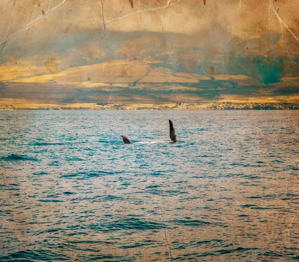 Balena megattera in mare — Foto Stock