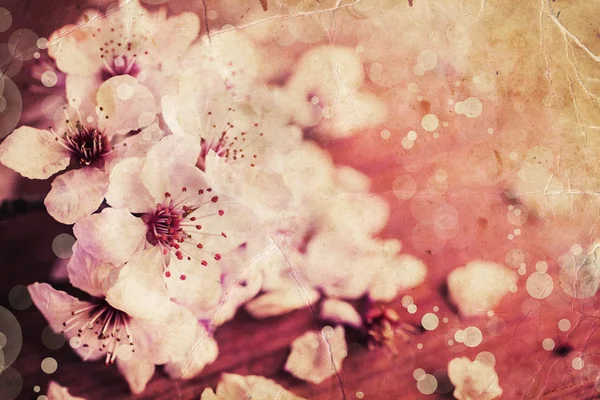 Kirschbaumzweig in voller Blüte. — Stockfoto