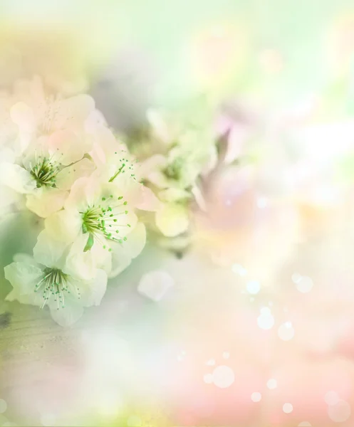 Cherry  tree branch in bloom. — Stock Photo, Image