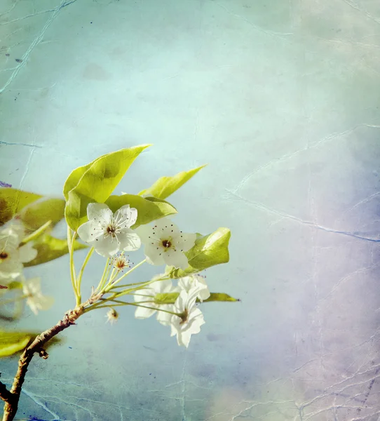 Cherry  tree branch in bloom. — Stock Photo, Image