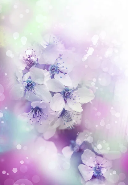 Kirschbaumzweig in voller Blüte. — Stockfoto