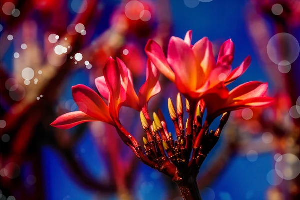 Pink plumeria flowers — Stock Photo, Image