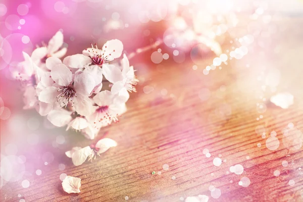 Branche de cerisier en fleurs. — Photo