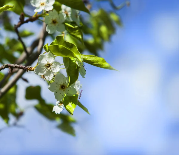 Cherry  tree branch in bloom. — Stock Photo, Image