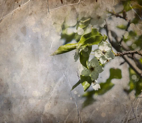 Třešňová větev v květu. — Stock fotografie