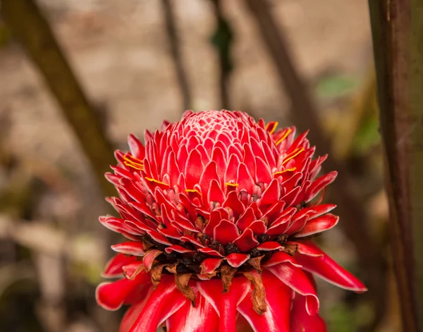 Flower of etlingera elatior — Stock Photo, Image