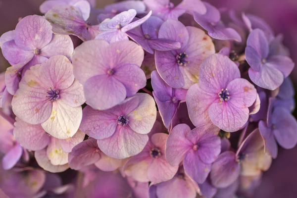 Beautiful violet flowers — Stock Photo, Image