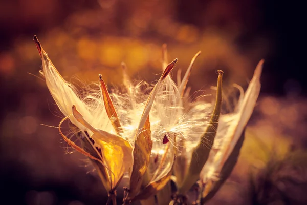 Flores de cardo secas — Foto de Stock