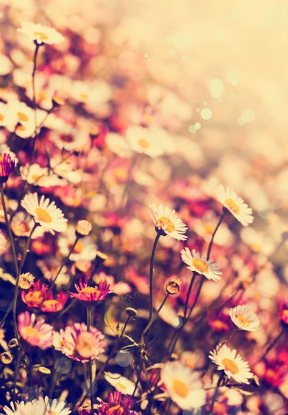 Campo de flores de camomila na luz do sol — Fotografia de Stock