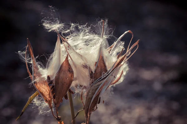 Chardon séché fleurs — Photo