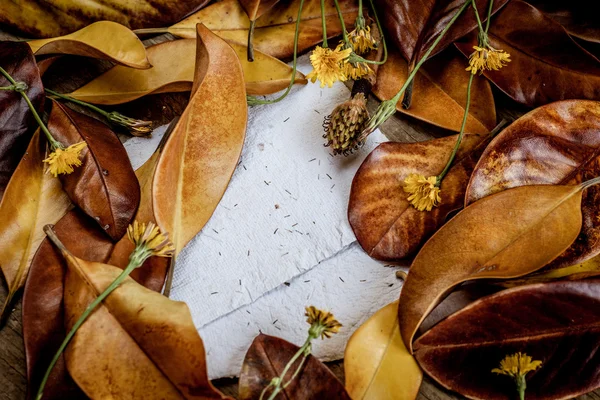 Hojas, flores y papeles — Foto de Stock