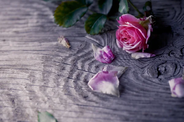 Розовая роза на деревянном столе — стоковое фото