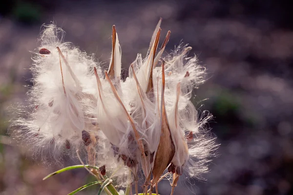 Dried thistle flowers — Stock Photo, Image