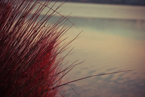 Trockenes Gras im Herbst — Stockfoto