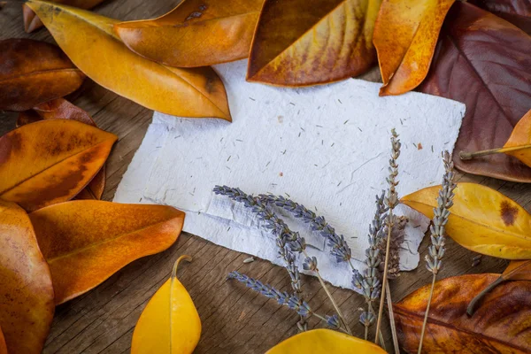 Herbst Hintergrund mit Blättern — Stockfoto