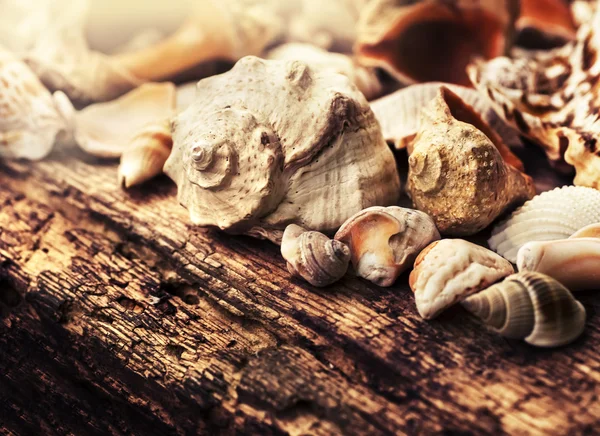 Shells on old wooden background — Stock Photo, Image