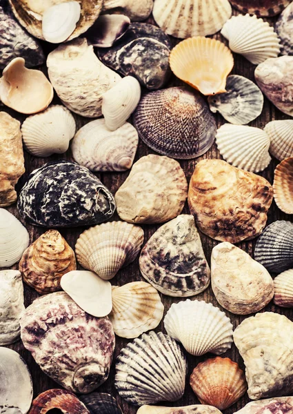 Shells on old wooden background — Stock Photo, Image