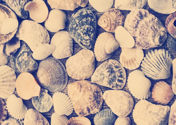 Shells on old wooden background — Stock Photo, Image