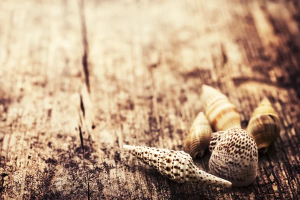 Shells on old wooden background — Stock Photo, Image