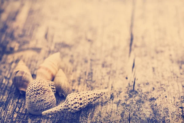 Shells on old wooden background — Stock Photo, Image