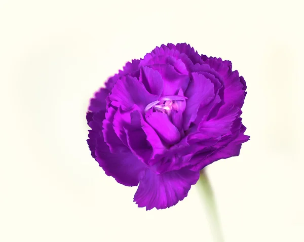Flor púrpura brillante —  Fotos de Stock