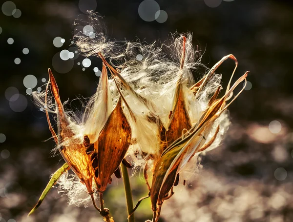 Flores de cardo secas — Foto de Stock