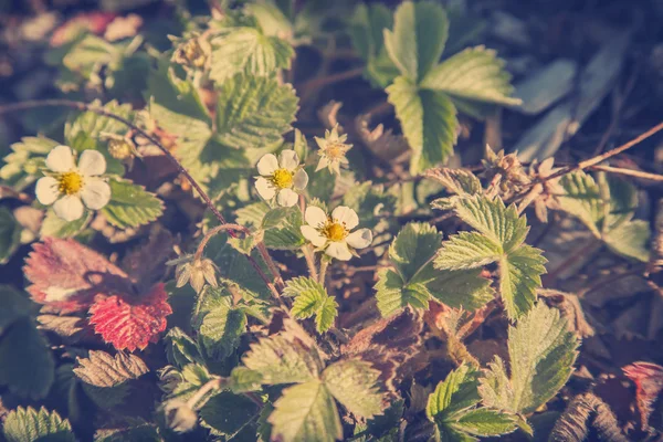 Μικρά λουλούδια λευκές φράουλες — Φωτογραφία Αρχείου