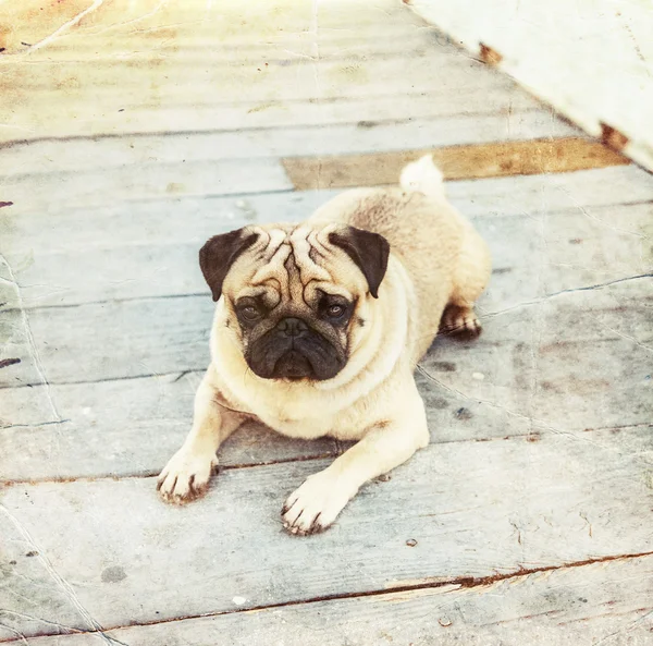 Cachorrinho Pug macho bonito — Fotografia de Stock