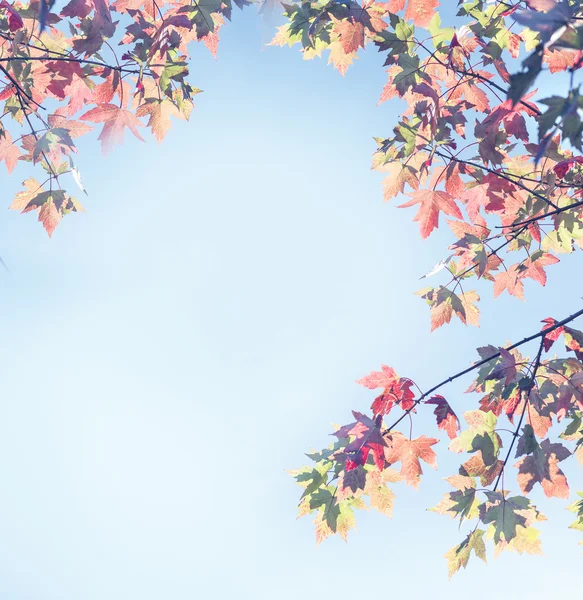 푸른 하늘 배경의 가을 낙엽 — 스톡 사진