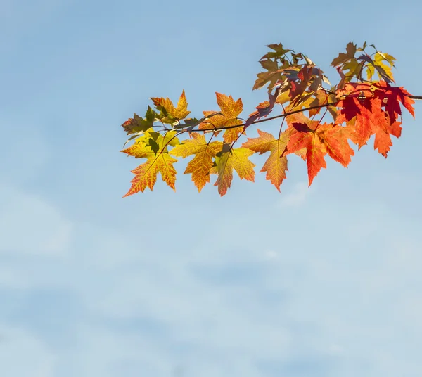 Őszi levelek kék ég háttér — Stock Fotó