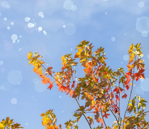 Folhas de outono no fundo céu azul — Fotografia de Stock