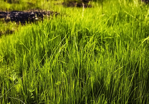 Grass with water drops in the early morning — Stock Photo, Image