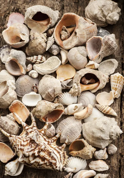 Conchas no fundo de madeira velho — Fotografia de Stock