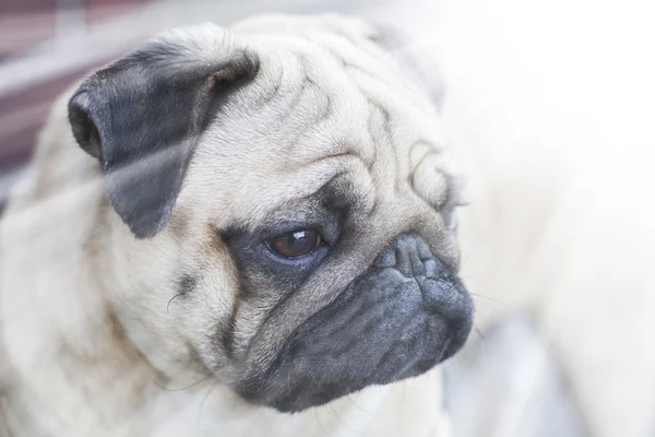 Güzel erkek Pug köpek yavrusu — Stok fotoğraf