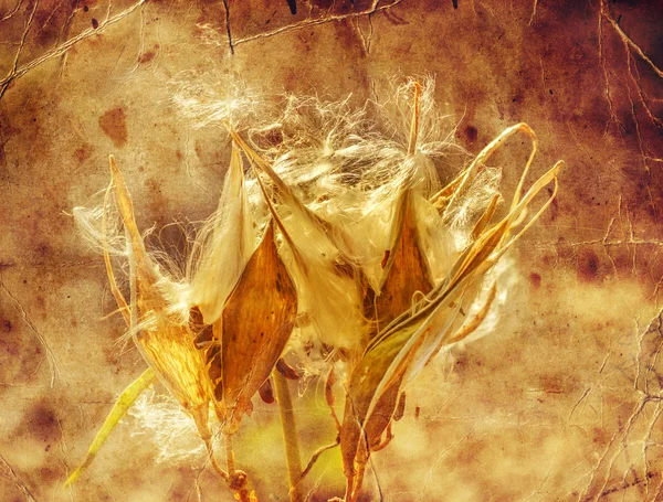 Květy sušené Bodlák — Stock fotografie
