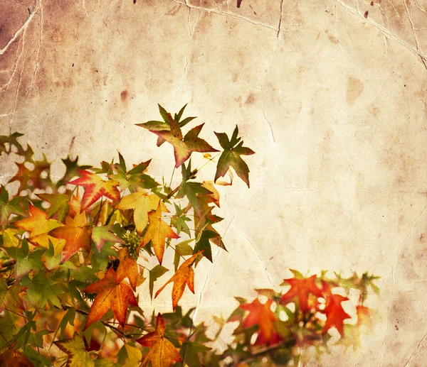 Hojas rojas de otoño — Foto de Stock