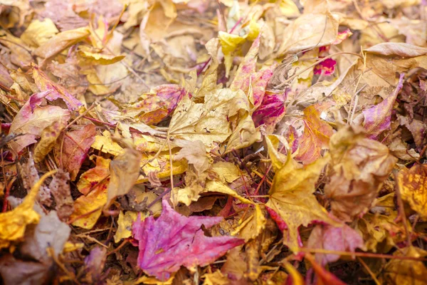 Hojas rojas de otoño — Foto de Stock