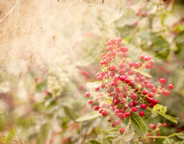 Günbatımı içinde kırmızı meyveler. — Stok fotoğraf