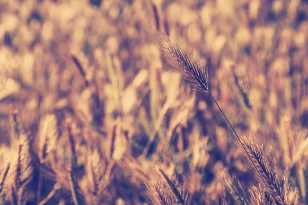 Weizenfeld auf Wind — Stockfoto