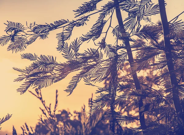 Een mimosa schieten patroon — Stockfoto