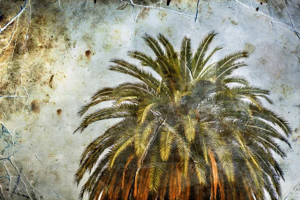 California palm tree — Stock Photo, Image