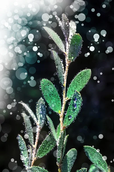 Green leaves covered dew drops — Stock Photo, Image