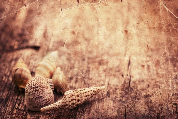 Shells on old wooden background — Stock Photo, Image