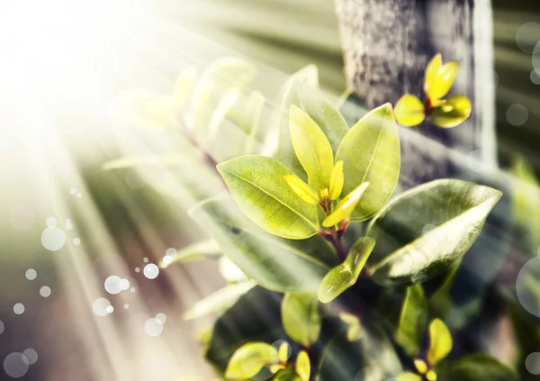 Solen strålar och gröna blad — Stockfoto