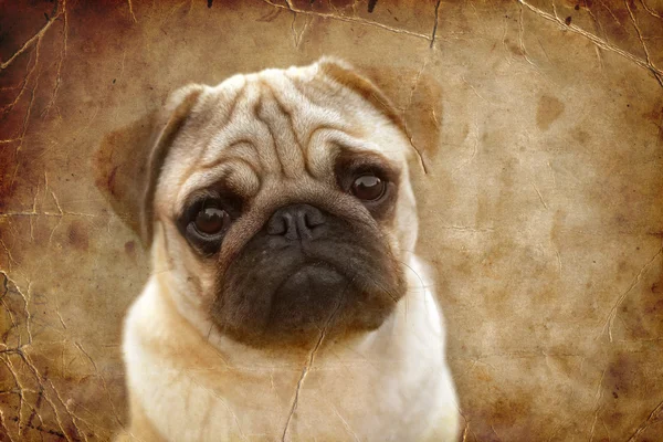 Güzel erkek pug köpek yavrusu — Stok fotoğraf