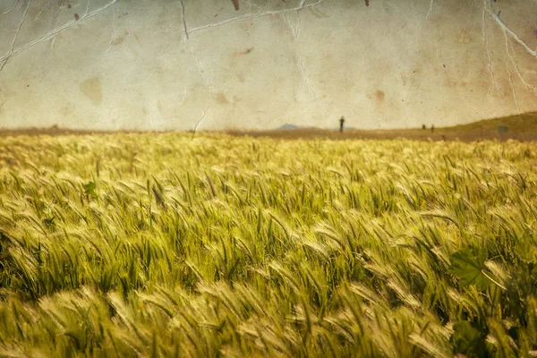 Campo de grama verde e céu azul — Fotografia de Stock