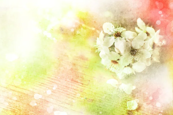 Kersenboom tak in bloei. — Stockfoto